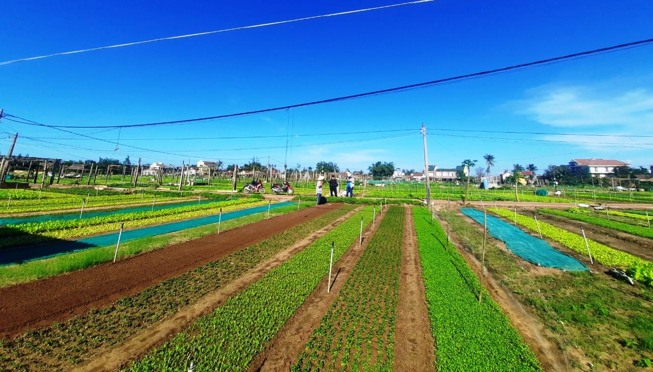Hoi An Tra Que Herb Village